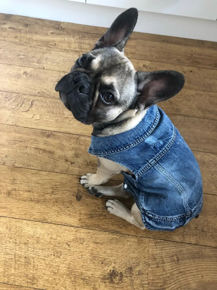 Jean Jackets for Dogs